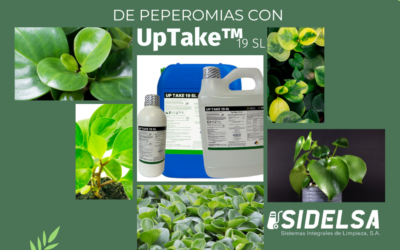 GUÍA Y RESULTADOS DE APLICACIONES DE UP TAKE 19 SL, EN EL CULTIVO DE PEPEROMIA PARA EL MANEJO DE CERCOSPORA y PHYTOPHTHORA, EN UNA UNIDAD PRODUCTIVA EN EL DEPARTAMENTO DE GUATEMALA