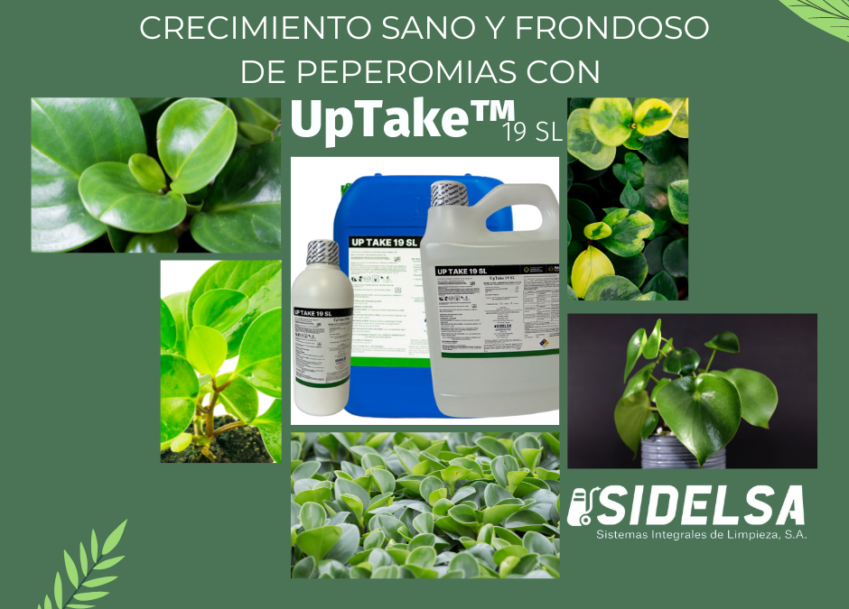 GUÍA Y RESULTADOS DE APLICACIONES DE UP TAKE 19 SL, EN EL CULTIVO DE PEPEROMIA PARA EL MANEJO DE CERCOSPORA y PHYTOPHTHORA, EN UNA UNIDAD PRODUCTIVA EN EL DEPARTAMENTO DE GUATEMALA