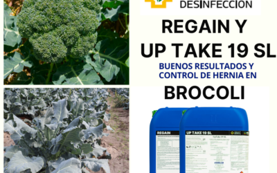 Control de la Hernia en Brocoli con Regain y Up Take 19 SL